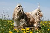 SHIH TZU 286